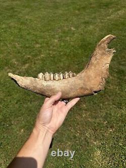 Lot Of 3 Bison Mandible Jaw Bones With Teeth Prehistoric Great Plains Buffalo