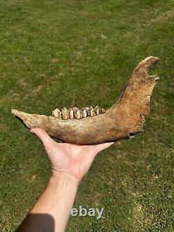 Lot Of 3 Bison Mandible Jaw Bones With Teeth Prehistoric Great Plains Buffalo