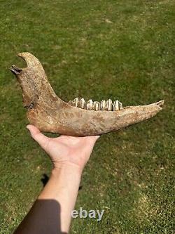 Lot Of 3 Bison Mandible Jaw Bones With Teeth Prehistoric Great Plains Buffalo