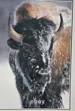 Ltd. Edition Thomas D. Mangelsen Photograph Native American Bison 1077/2500