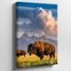 Majestic Bison Stands Prominently On A Sunlit Grassy Plain, Its Thick Wall Art