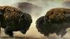 Male Bison Fight For Harem Rights Bbc Earth