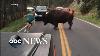 Man Gets Out Of Car To Taunt Bison At Yellowstone