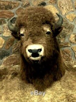 Massive Buffalo Trophy Head & Hide Robe- Bull Bison Shoulder Mount & Skin Pelt