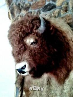 Massive Buffalo Trophy Head & Hide Robe- Bull Bison Shoulder Mount & Skin Pelt