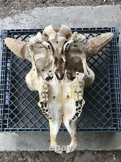 Massive Fossil, Pleistene Ice Age Bison Head, White River Deposit, South Dakota