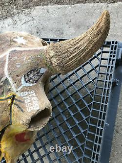 Massive Fossil, Pleistene Ice Age Bison Head, White River Deposit, South Dakota