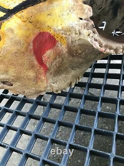 Massive Fossil, Pleistene Ice Age Bison Head, White River Deposit, South Dakota