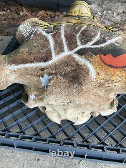 Massive Fossil, Pleistene Ice Age Bison Head, White River Deposit, South Dakota