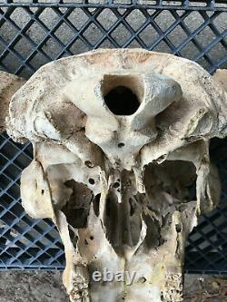 Massive Fossil, Pleistene Ice Age Bison Head, White River Deposit, South Dakota