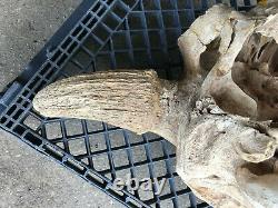 Massive Fossil, Pleistene Ice Age Bison Head, White River Deposit, South Dakota