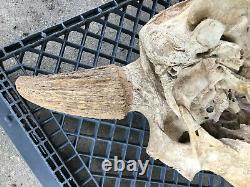 Massive Fossil, Pleistene Ice Age Bison Head, White River Deposit, South Dakota