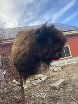 Massive Real Buffalo / Bison Shoulder Taxidermy Mount