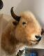 Massive Real White Buffalo / Bison Shoulder Taxidermy Mount