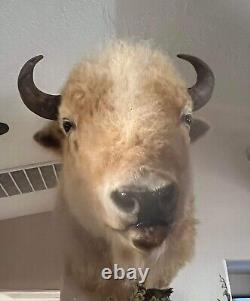 Massive Real White Buffalo / Bison Shoulder Taxidermy Mount