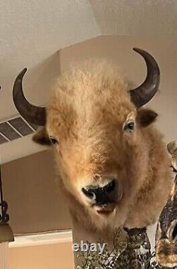 Massive Real White Buffalo / Bison Shoulder Taxidermy Mount