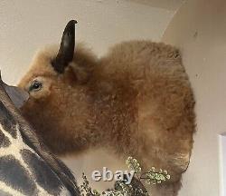 Massive Real White Buffalo / Bison Shoulder Taxidermy Mount