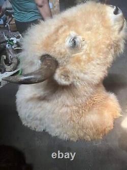 Massive Real White Buffalo / Bison Shoulder Taxidermy Mount