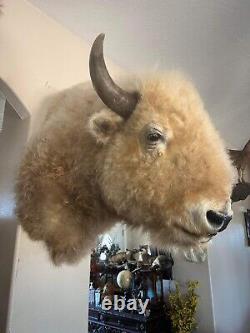 Massive Real White Buffalo / Bison Shoulder Taxidermy Mount