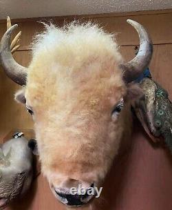 Massive Real White Buffalo / Bison Shoulder Taxidermy Mount