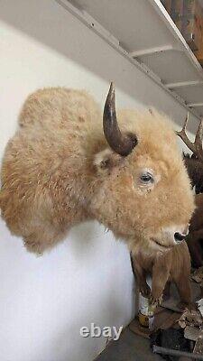 Massive Real White Buffalo / Bison Shoulder Taxidermy Mount