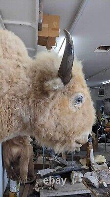 Massive Real White Buffalo / Bison Shoulder Taxidermy Mount