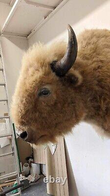 Massive Real White Buffalo / Bison Shoulder Taxidermy Mount