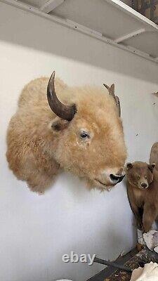 Massive Real White Buffalo / Bison Shoulder Taxidermy Mount