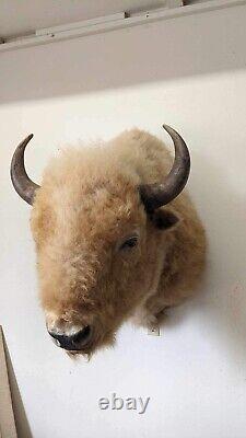 Massive Real White Buffalo / Bison Shoulder Taxidermy Mount