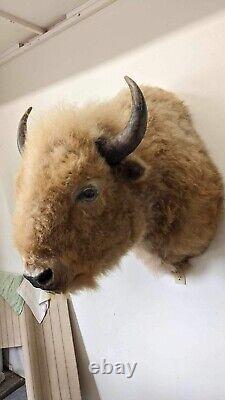 Massive Real White Buffalo / Bison Shoulder Taxidermy Mount