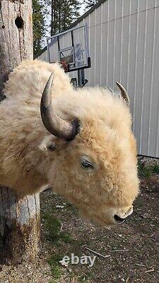 Massive Real White Buffalo / Bison Shoulder Taxidermy Mount