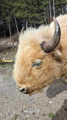 Massive Real White Buffalo / Bison Shoulder Taxidermy Mount