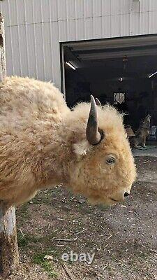 Massive Real White Buffalo / Bison Shoulder Taxidermy Mount