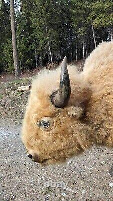 Massive Real White Buffalo / Bison Shoulder Taxidermy Mount