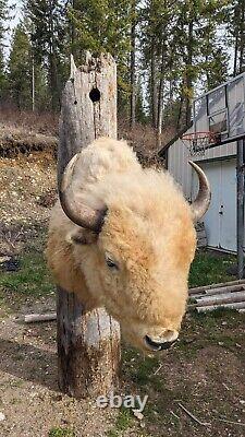 Massive Real White Buffalo / Bison Shoulder Taxidermy Mount