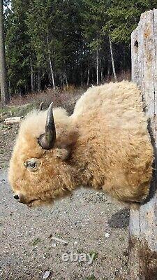 Massive Real White Buffalo / Bison Shoulder Taxidermy Mount