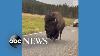 Meandering Bison Slows Down Traffic In Yellowstone