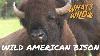 Meet A Symbol Of American Resilience Bison What S Wild