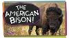 Meet The American Bison