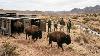 Mexico Released 23 Bison Into A Dead Desert Some Time Later This Is What Happened