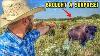 Missing Cow Shows Up With A Surprise