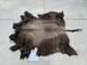 Montana Tanned Bison Buffalo Hide Rug/ Native American/ Curio
