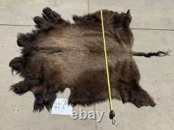 Montana Tanned Bison Buffalo Hide Rug/ Native American/ Curio