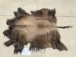 Montana Tanned Bison Buffalo Hide Rug/ Native American/ Curio