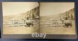N. A. Forsyth Buffalo / Bison Ranch Stereographs Montana Early 1900s (Lot of 5)