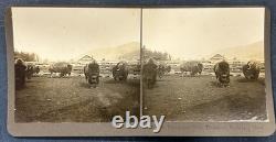 N. A. Forsyth Buffalo / Bison Ranch Stereographs Montana Early 1900s (Lot of 5)