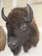 NEW Bison Buffalo MOUNT TAXIDERMY elk art craft deer moose
