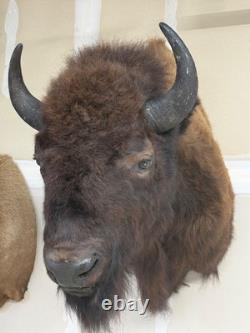 NEW Bison Buffalo MOUNT TAXIDERMY elk art craft deer moose