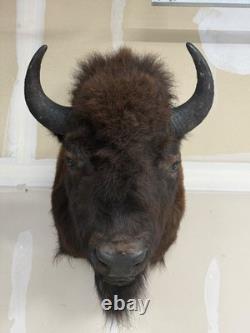 NEW Bison Buffalo MOUNT TAXIDERMY elk art craft deer moose