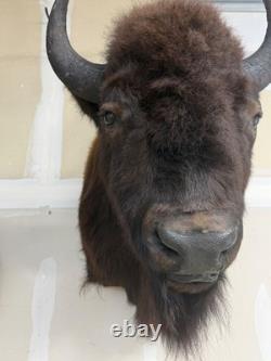 NEW Bison Buffalo MOUNT TAXIDERMY elk art craft deer moose